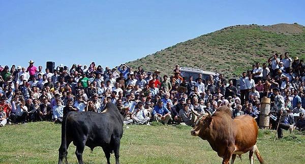 عکس گاو جونکا