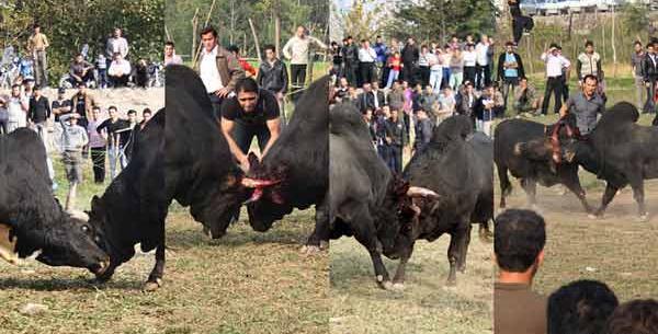 عکس گاو جونکا