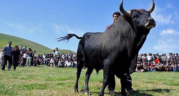 عکس گاو جونکا