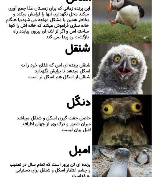 عکس ضرب المثل خنده دار