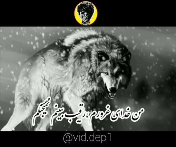 عکس وضعیت گرگ