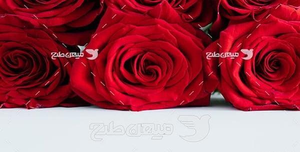 عکس گل رز قرمز