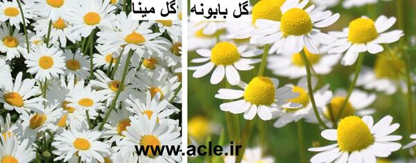 عکس گل مینا