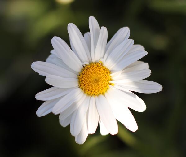 عکس گل مینا
