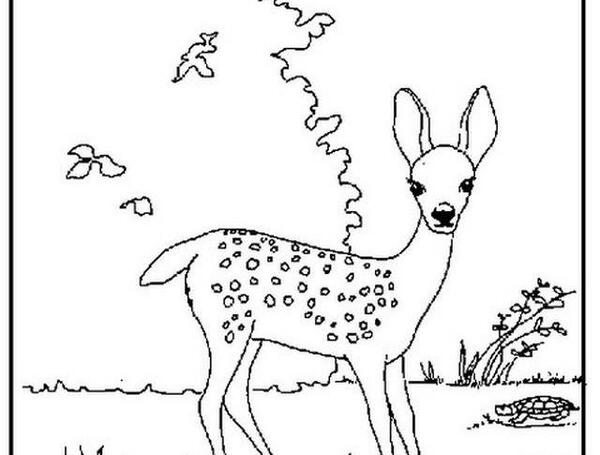 عکس اهو سیاه سفید