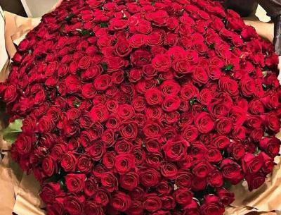 عکس گل رز هلندی