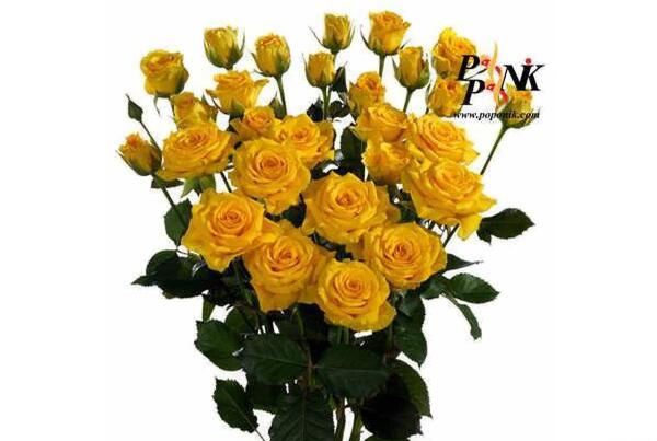 عکس گل رز هلندی