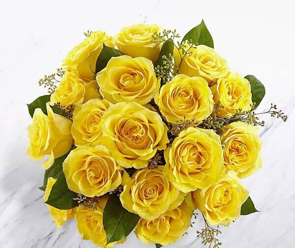عکس گل رز هلندی