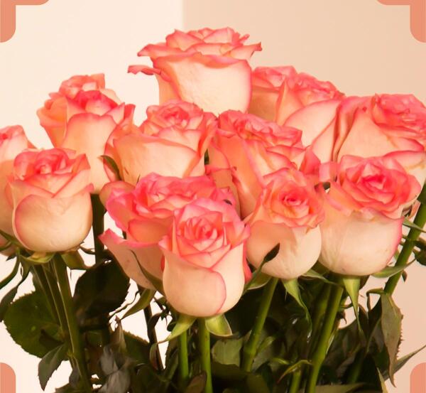 عکس گل رز هلندی