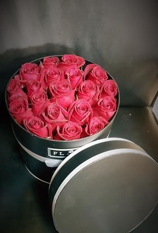 عکس گل رز هلندی
