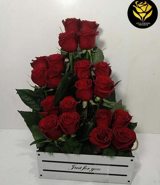 عکس گل رز هلندی
