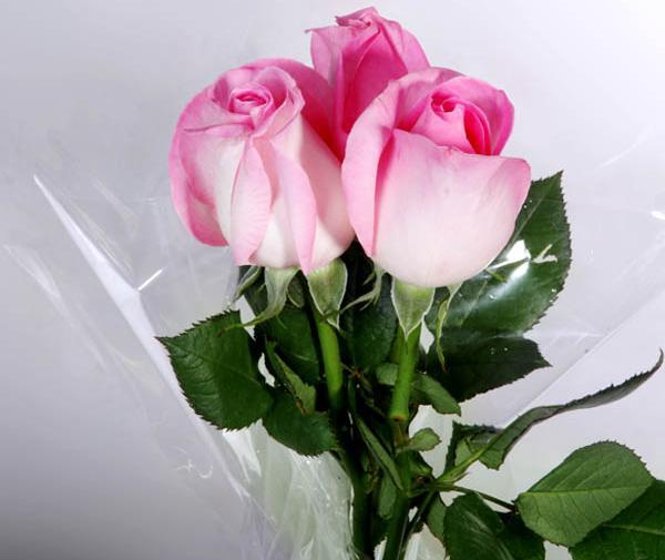 عکس گل رز هلندی