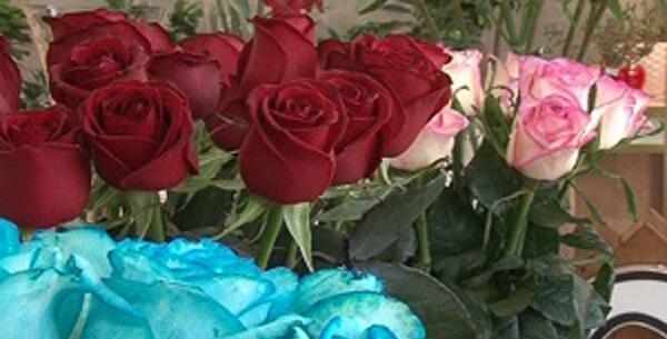 عکس گل رز هلندی