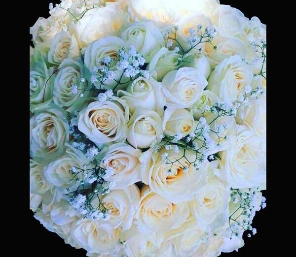 عکس گل رز هلندی