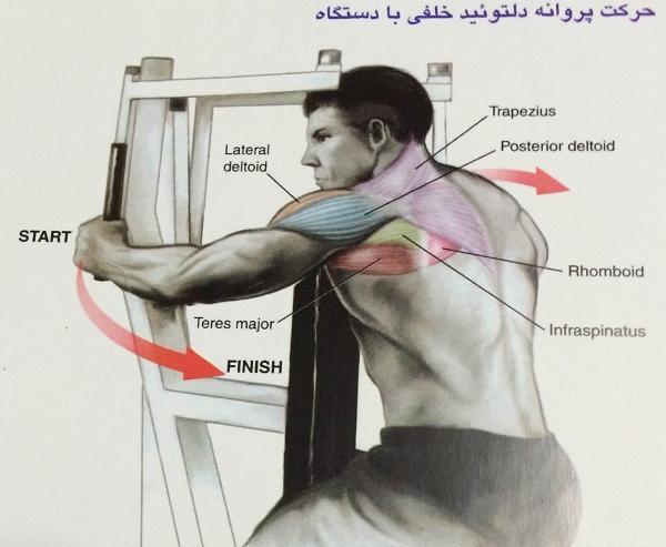 عکس حرکت پروانه