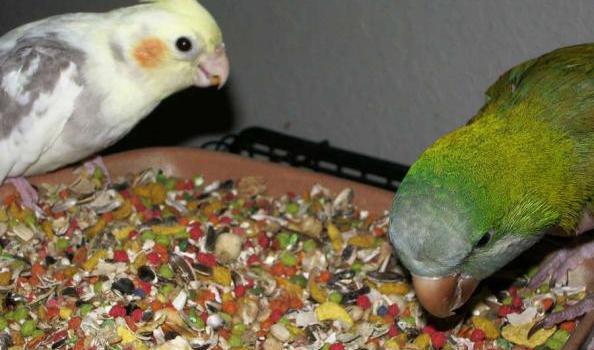 عکس غذای طوطی برزیلی