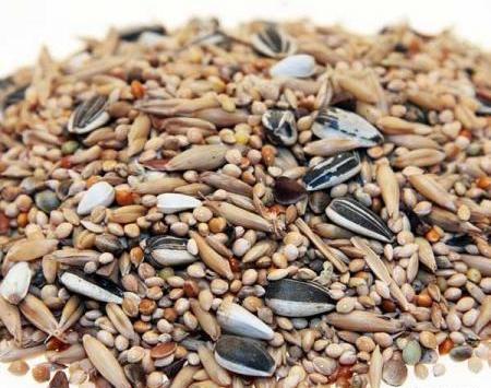 عکس غذای طوطی برزیلی