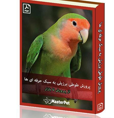عکس غذای طوطی برزیلی
