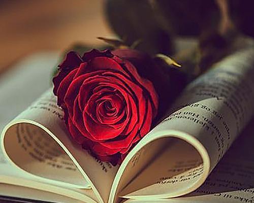 عکس گل رز روی کتاب