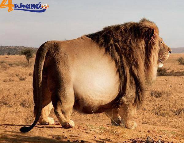 عکس شیر واقعی
