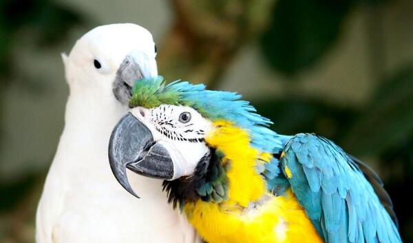عکس طوطی قرمز زیبا