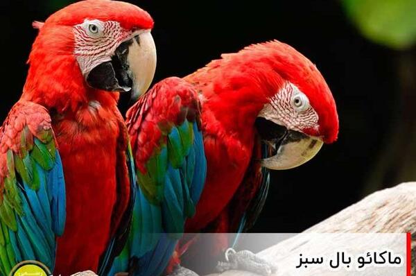 عکس طوطی قرمز زیبا