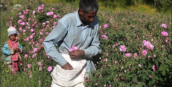 عکس احسان گل محمدی