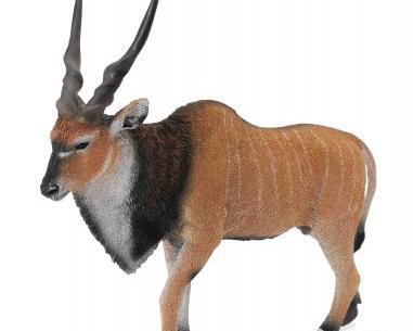 عکس گاو کوهی