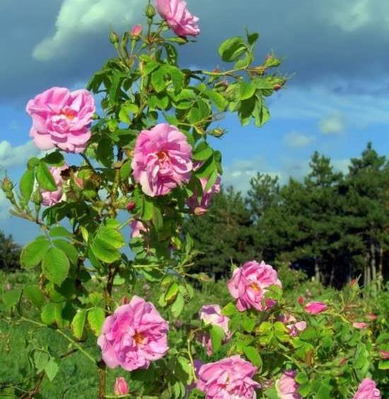 عکس چای گل محمدی