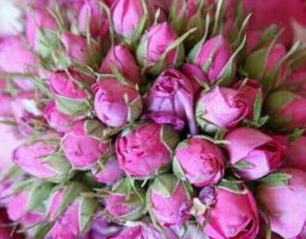 عکس چای گل محمدی