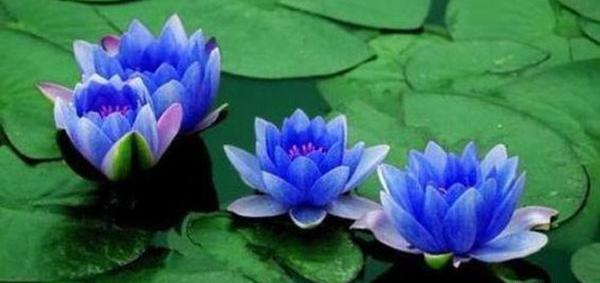 عکس نوشته گل نیلوفر آبی