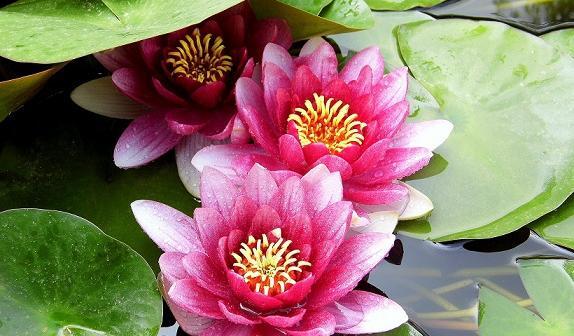عکس نوشته گل نیلوفر آبی