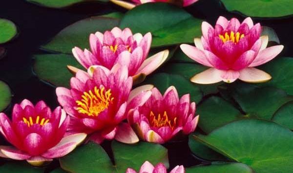 عکس نوشته گل نیلوفر آبی