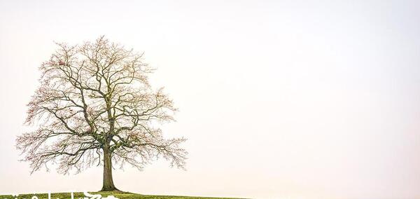 عکس منظره درخت