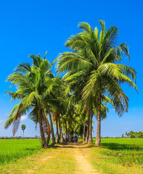 عکس منظره درخت
