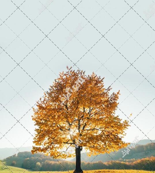 عکس منظره درخت