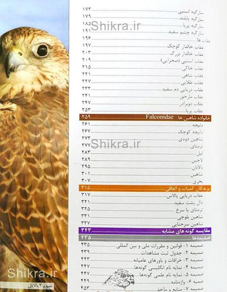 عکس عقاب دو برادر
