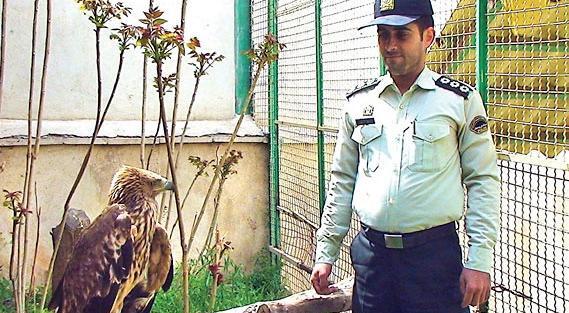 عکس عقاب دو برادر