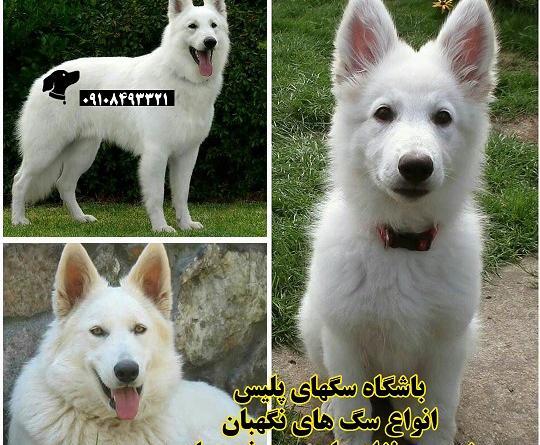 عکس سگ ژرمن سفید