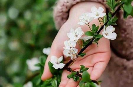 عکس شکوفه بهاری فانتزی