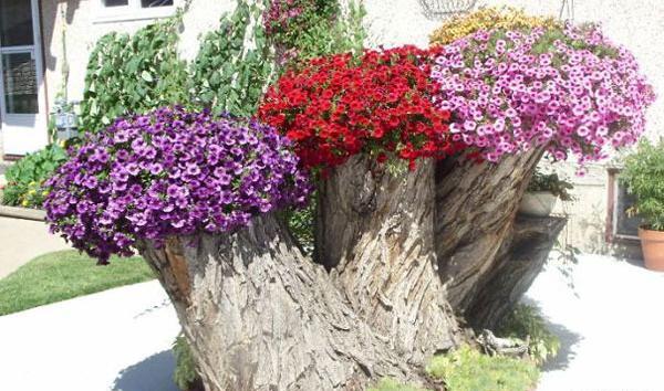 عکس ایده کاشت گل و گیاه