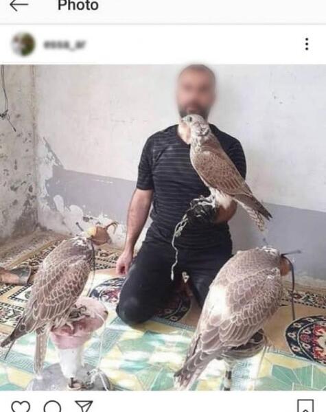 عکس شاهین اصل