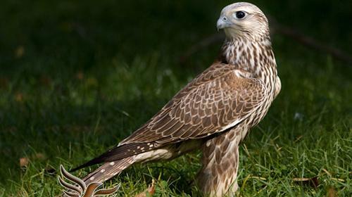 عکس شاهین اصل