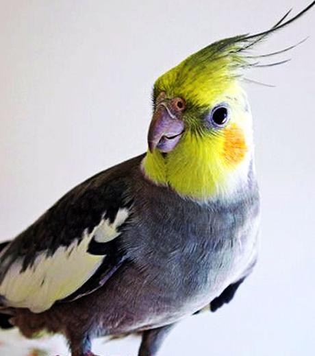 عکس عروس پرنده