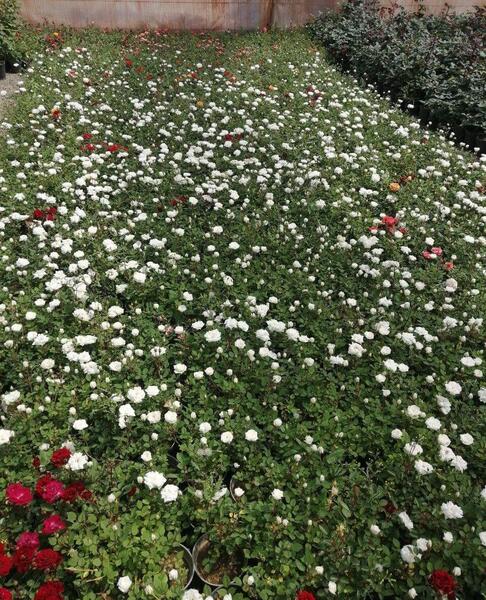 عکس ساناز رونده