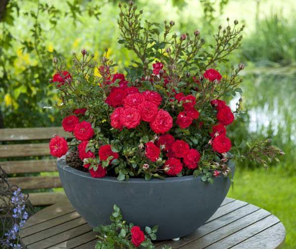 عکس ساناز رونده