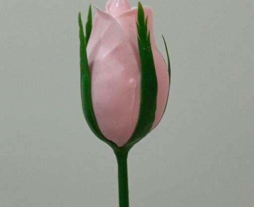 عکس گل رز چینی