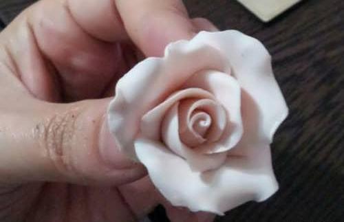 عکس گل رز چینی