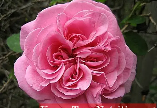 عکس گل رز چینی