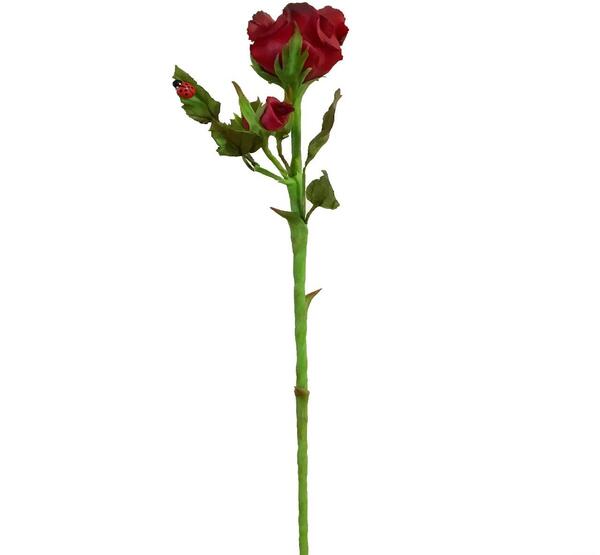عکس گل رز چینی
